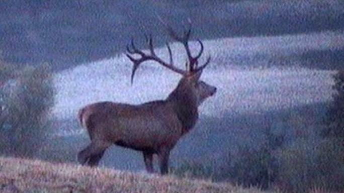 PASSIONE PER IL CERVO